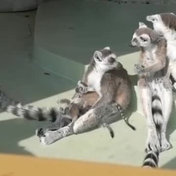Leave it to Lemurs