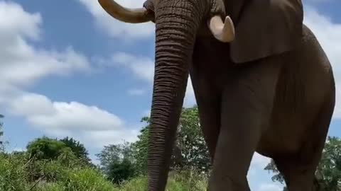 That walk is so oppressive elephant