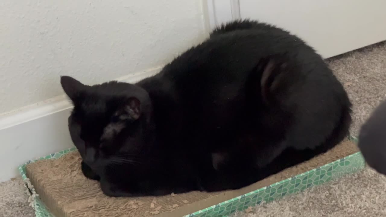 Adopting a Cat from a Shelter Vlog - Cute Precious Piper is an Ever Popular Tuffet Loaf