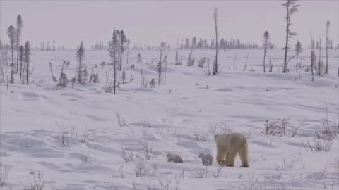 POLAR BEAR LOVE_ Cute polar bear cubs lovin' up their mamma