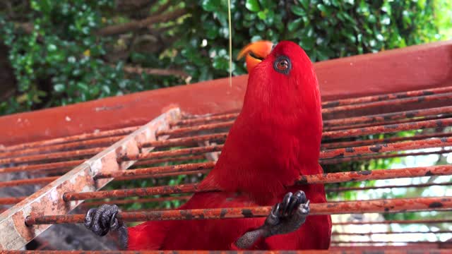 Funny parrot playing with stick