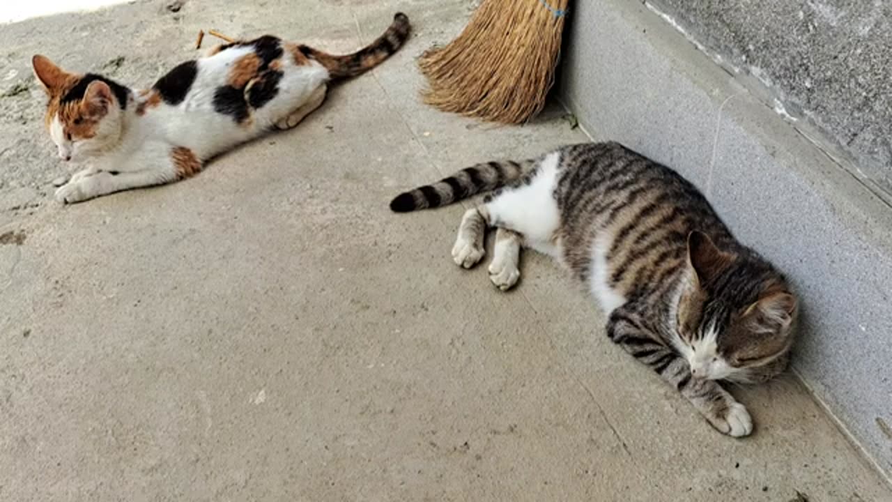 These cats do not get along with each other, but they rest together.