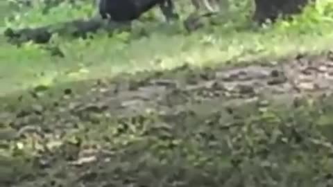 Drunk Guy Enters Lion Exhibit