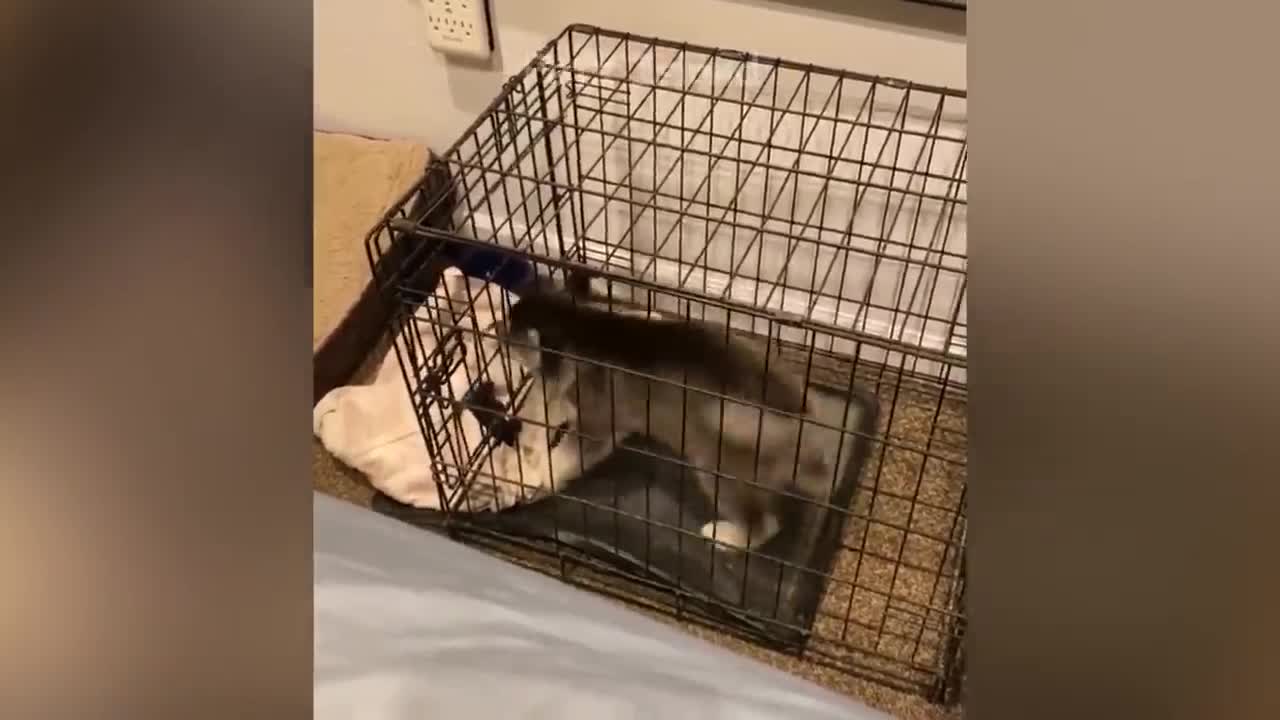 funny animal