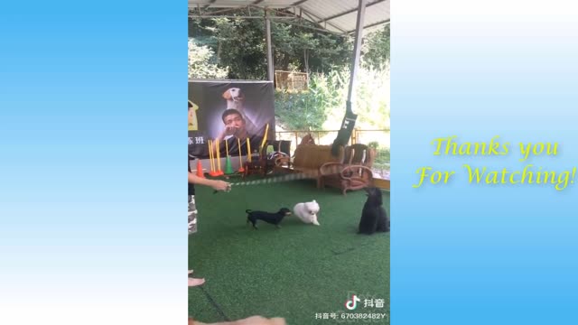 FUNNY VIDEO