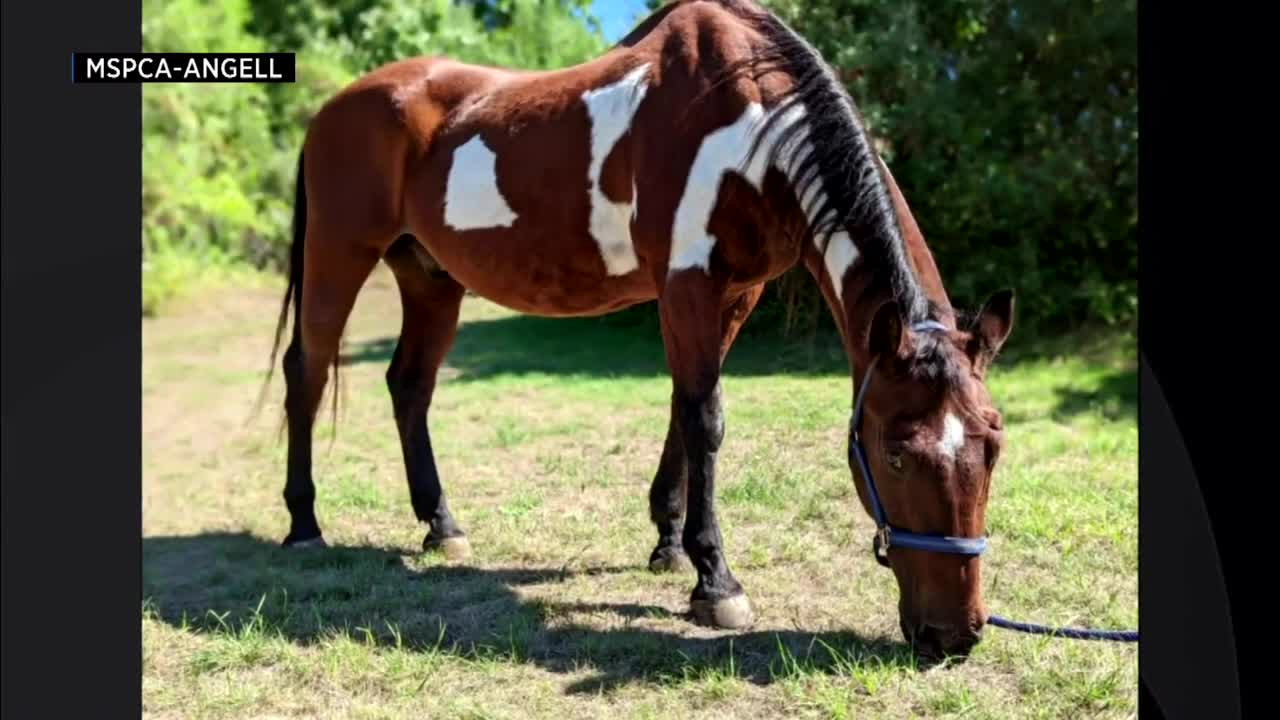 MSPCA seeks adopters for 'very special' elderly horse