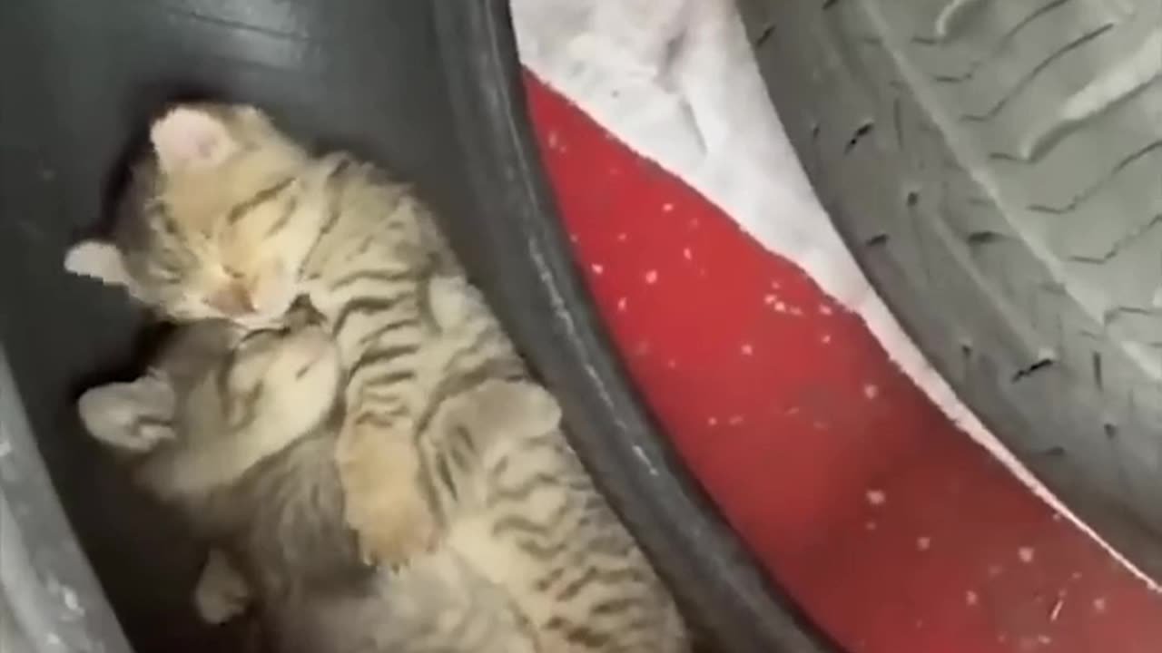 Funny cats 😹