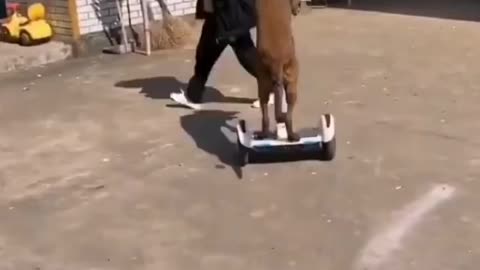 funny dog with scooter