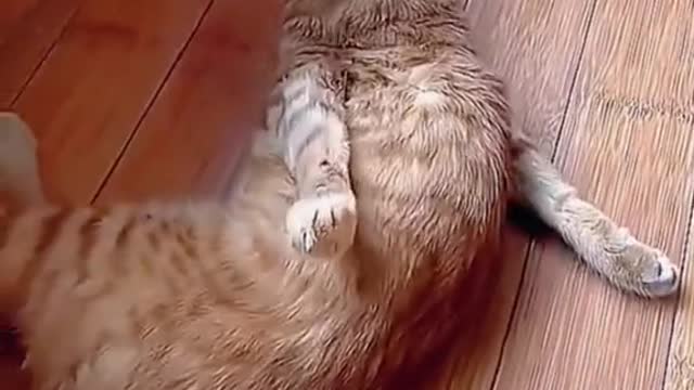 awe poor kittie that's real sad