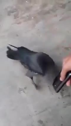 A crow listen Quran Mujza please like and share