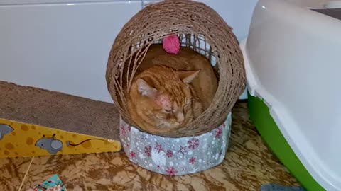 How_did_he_get_there__The_bed_was_too_small_even_for_cat