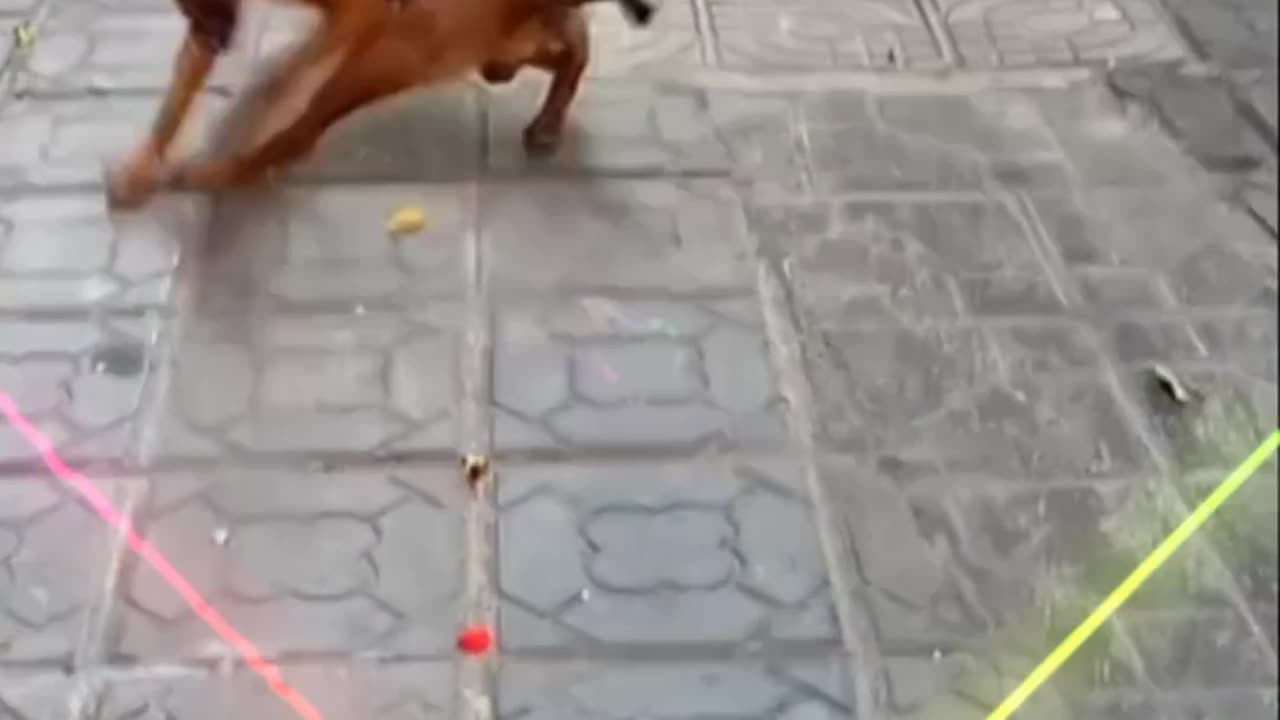 Best funny dog video