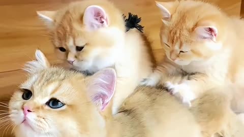 Cute kittens messaging their mom's back