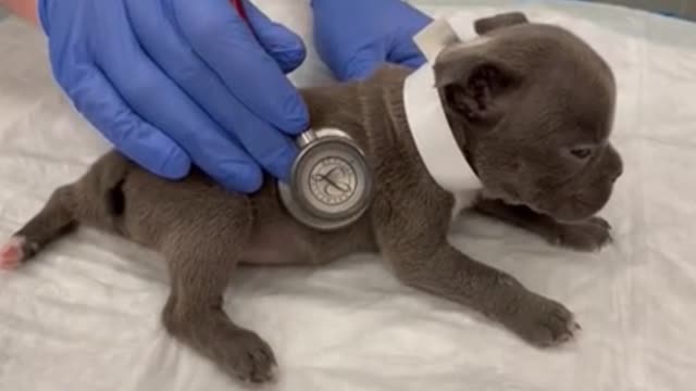 Check the puppy