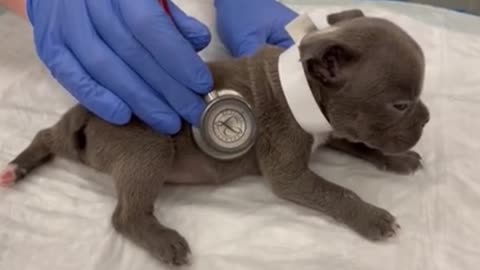 Check the puppy