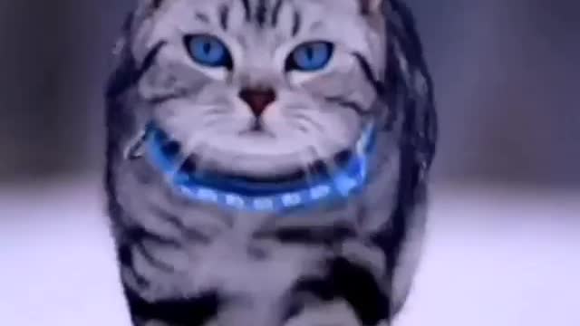 Beautiful blue eyes cat