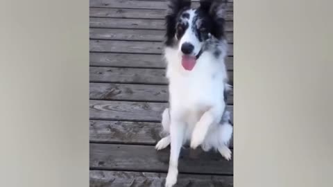 Funniest animals.....