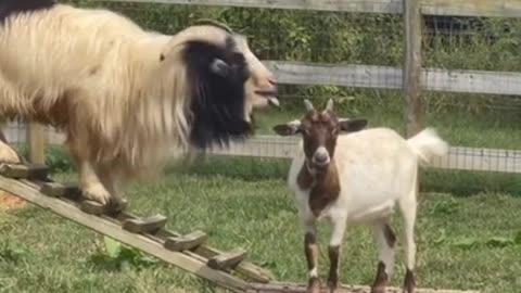 funny goat#