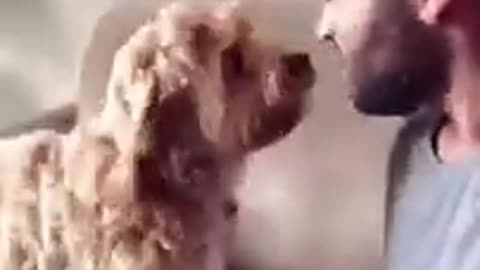 Funny animal video