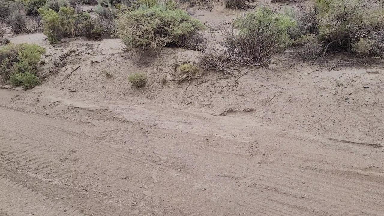 rattlesnake imature - dayton, nevada