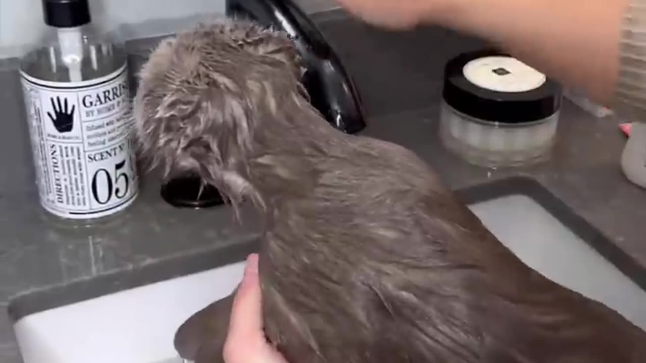 THE BEST HACK WHEN GROOMING YOUR CAT