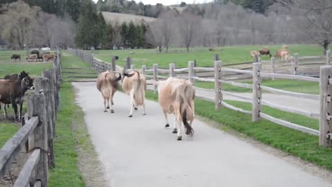 Jersey Cows Let Out After the Winter