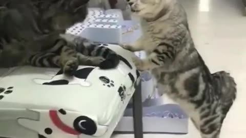 Funny cats movements