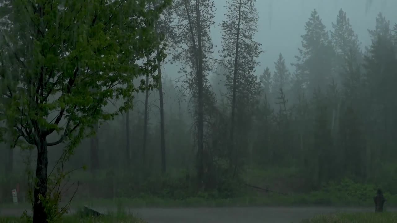 Immersion in Nature: High Forest Rainfall and Relaxing Sounds