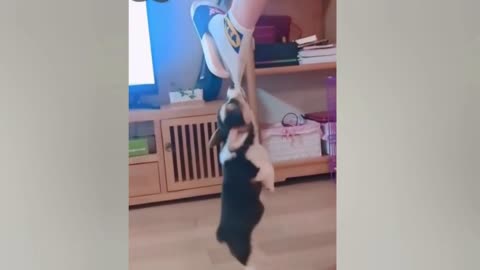 Funny Cats and Dog's video