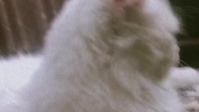 Pulling a cat’s cheek to see her reaction