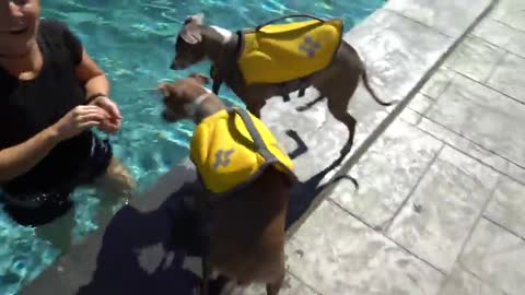 Teaching My Dogs How To Swim