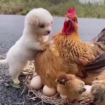 friendship / puppy and chicken . A beautiful moment #771 - #shorts
