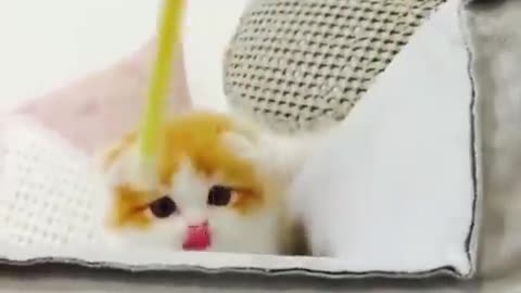 Cute Cat ✪ Funny Cat ✪ Cat Video Can't Stop Laughing #8