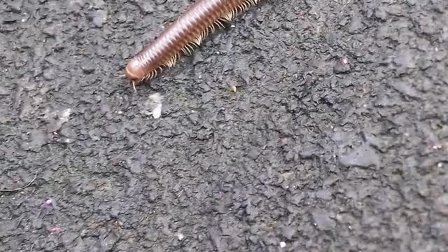 Shiny worm