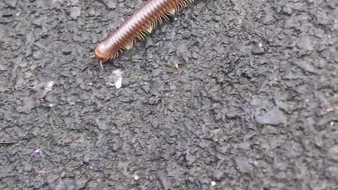 Shiny worm