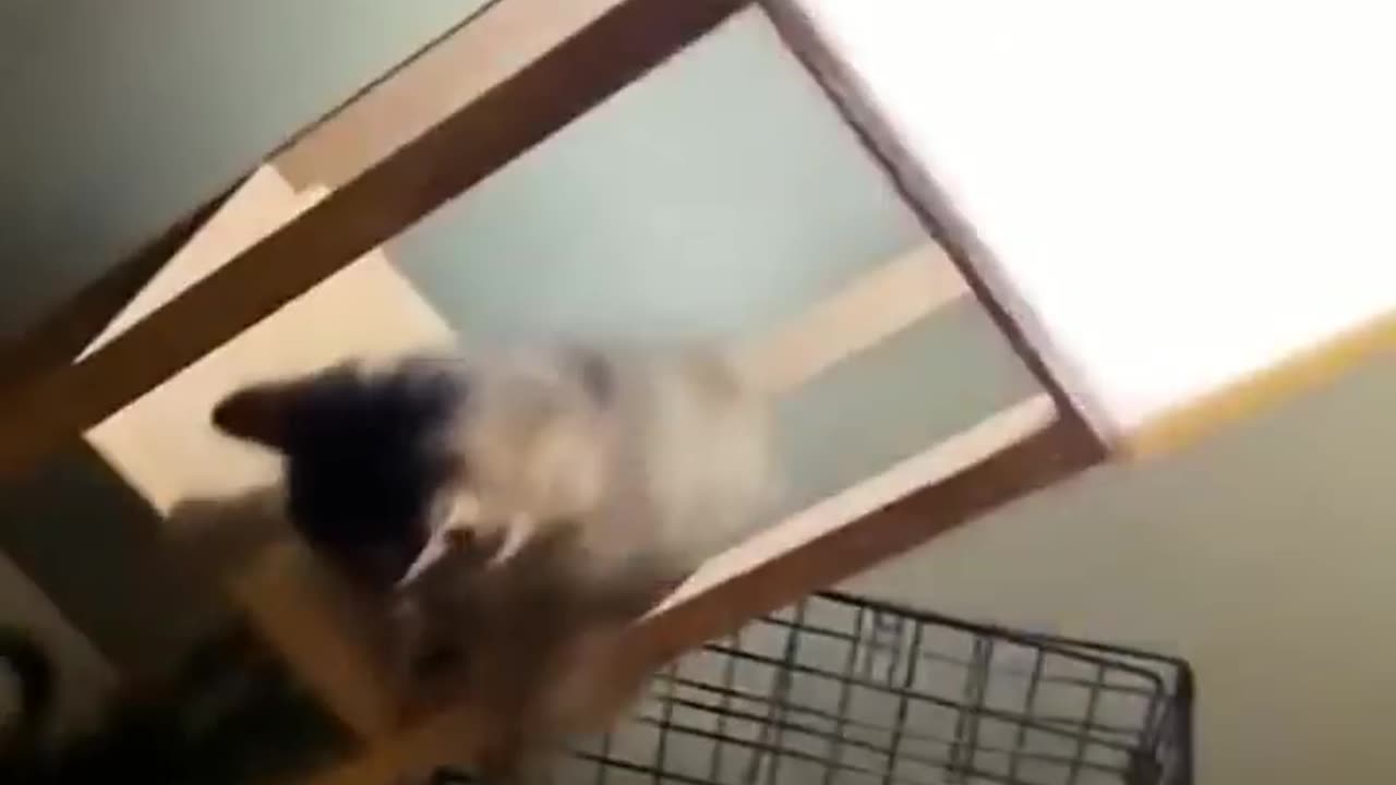 Funniest Cat & Dog