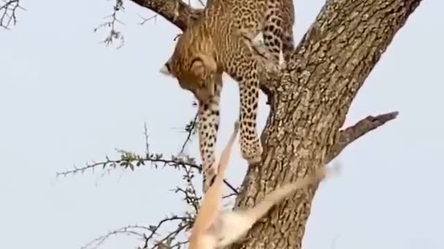 LEOPARD WITH ITS GAZELLE HUNT