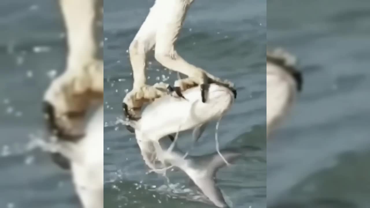 Bird Getting There food in water