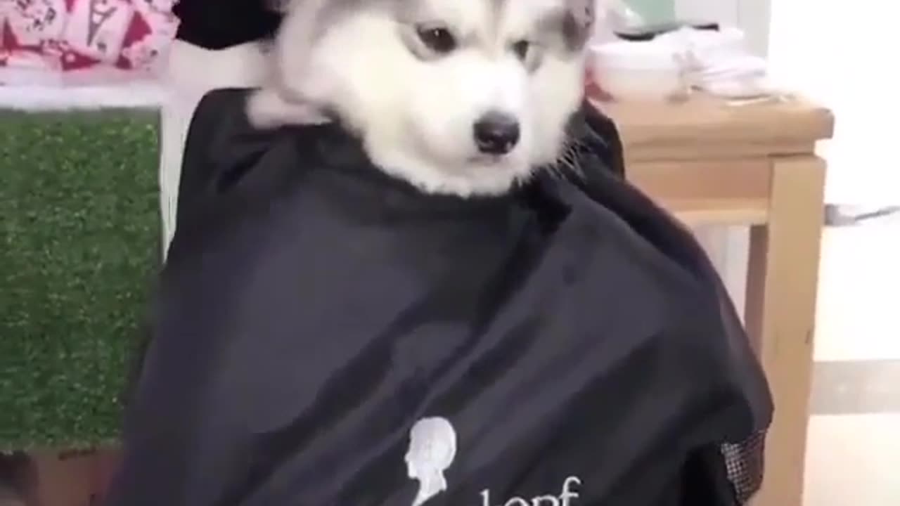 Dog enjoying haircut