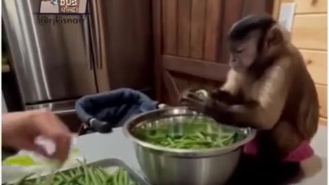 FUNNY MONKEY COOKING VEGETABLES