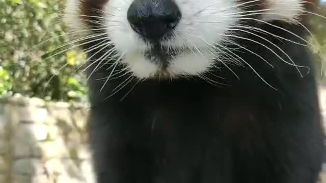 The red panda