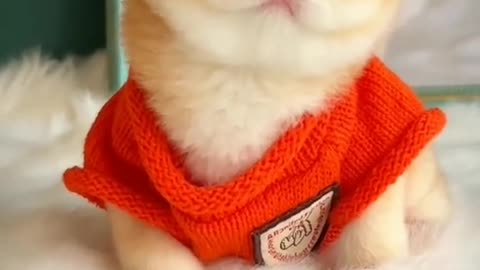 Cute Kitten