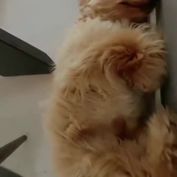 Funny Dogs Having Fun Today