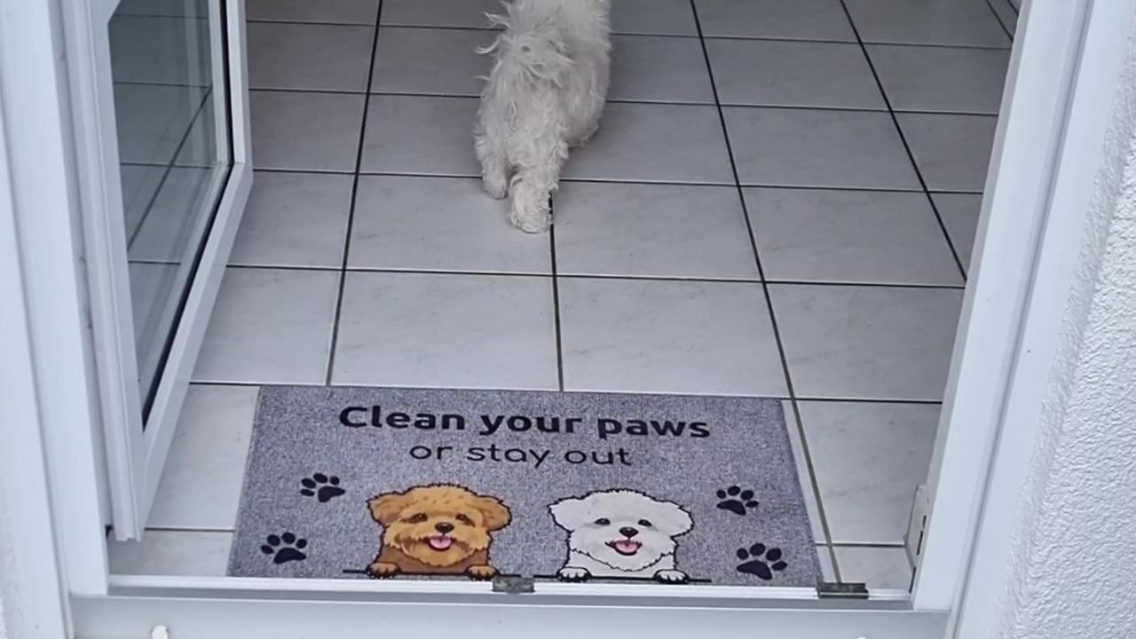 Always Wipe Your Paws