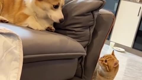 Funny animals videos 😹😹😺😺😻🍾#funnymemes #funnycats#funnyvideo#entertainment