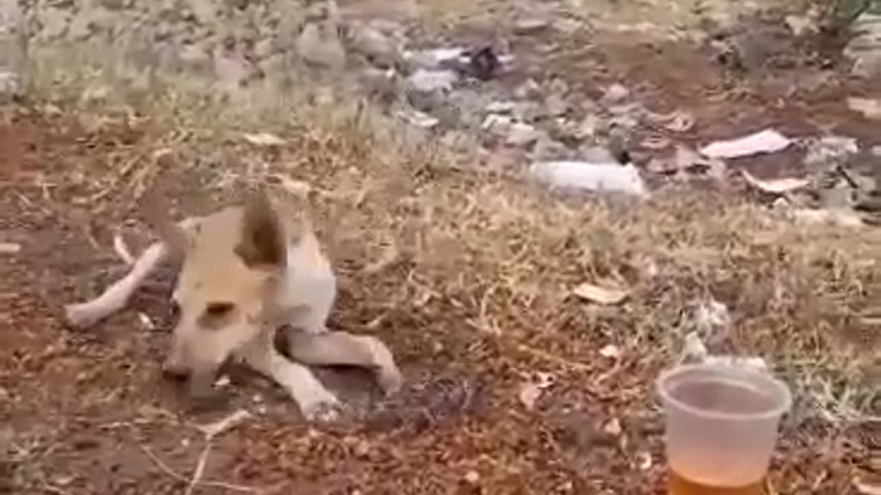 Dog is drinking