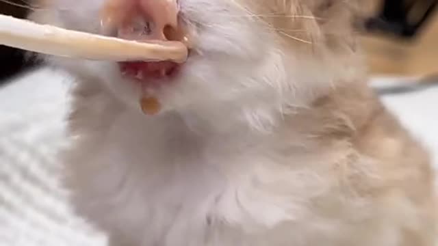 Kittens eat