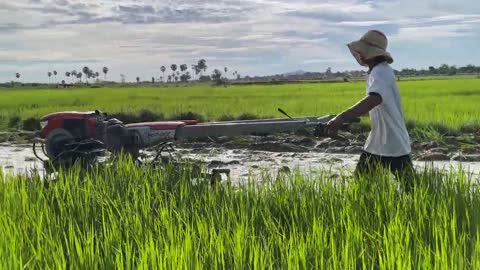 Tractor Plowed Rice Discard