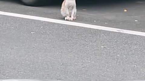Cat yawing.