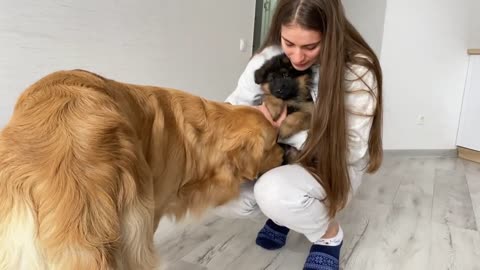 Golden Retriever Meets New Puppy | Emotional Dog Reaction